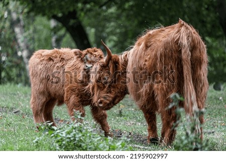 Portrait of Highland cattle in zoo