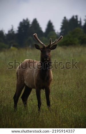 A picture of Elk in the field, a close-up of Elk