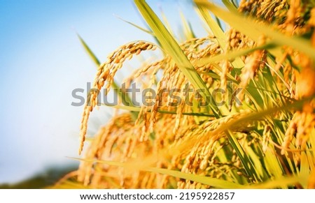 Paddy field landscape with ripening crops in autumn sunlight and yellow rice ears and rice bountiful harvest concept
