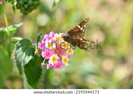 the small butterfly with damaged wings