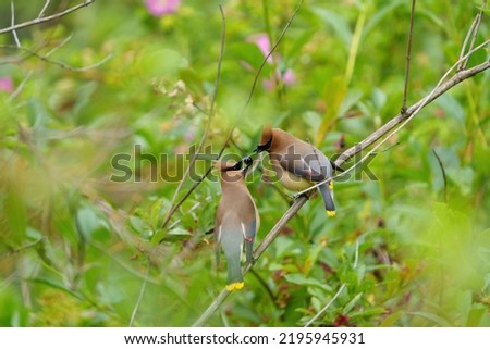 Cedar waxwing couple feeding on tree branch, it is a Plump, smooth-plumaged bird with distinctive thin, high-pitched call. Adults have a sleek crest, black mask Royalty-Free Stock Photo #2195945931
