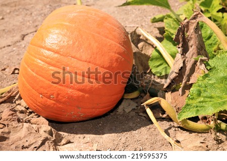 Pumpkins going on a Pumpkin farm