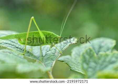 In the pictures, a green grasshopper is resting on a leaf of a plant, side view.