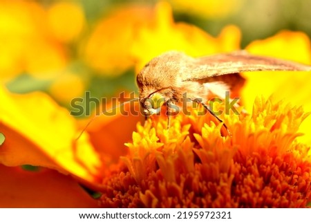 In the pictures, the silkworm butterfly sits on a flower and drinks nectar.