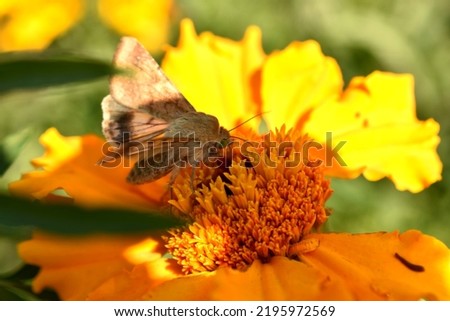The pictures show a close-up of a silkworm butterfly that sits on a flower and drinks nectar.