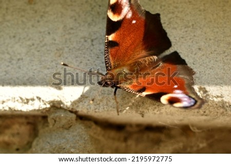 In the pictures, the hive butterfly with spread wings and long whiskers sits on a gray wall.