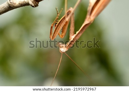 The pictures show a close-up of a brown praying mantis, its head, torso and paws.
