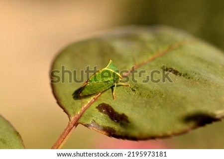 In the picture, an insect called a green buffalo boletus sits on a wide leaf.