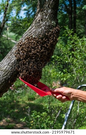 A beekeeper without protection collects a bee swarm from a tree, work at the apiary.