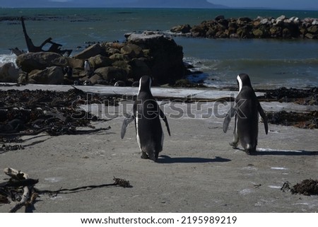 Two African penguins on their way to sunbathe with their fellow penguins on the rough coast of Cape Town, South Africa.