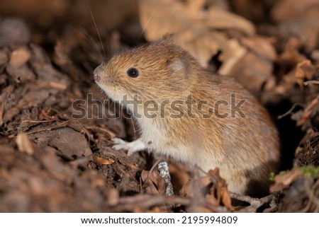 Bank vole in autumn forest Royalty-Free Stock Photo #2195994809