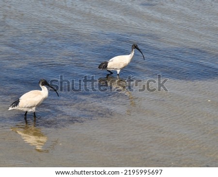 ibis wading in water with reflection