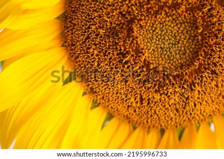 Beautiful bright sunflower close up. 