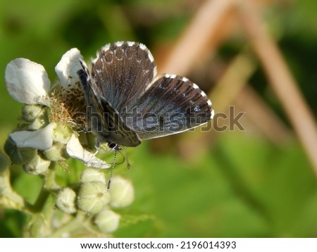 Adorable Chequered blue (Scolitantides orion) butterfly collecting nectar with its proboscis from white flower