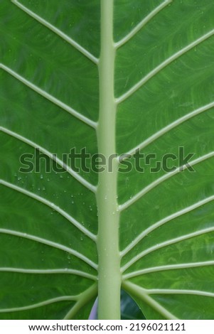 Vein pattern of back side giant taro leaf, image for mobile phone screen, display, wallpaper, screensaver, lock screen and home screen or background  