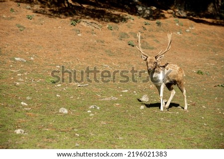 sika deer stock on green grass background in a park, forest or farm, countryside or zoo environment. High quality photo