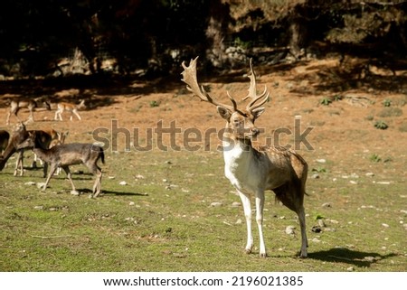 sika deer stock on green grass background in a park, forest or farm, countryside or zoo environment. High quality photo