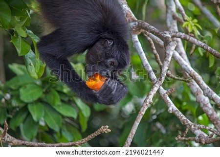 Spider Monkey Eating a Yam Upside Down on Monkey Island at the Laguna Quexil Lake Lagoon in the Rainforest Town of Flores in Guatemala’s Peten Region Royalty-Free Stock Photo #2196021447