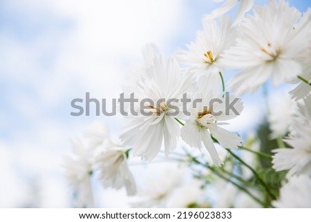 Close up of Fancy Fizzy White Cosmos Flowers on Summer Day