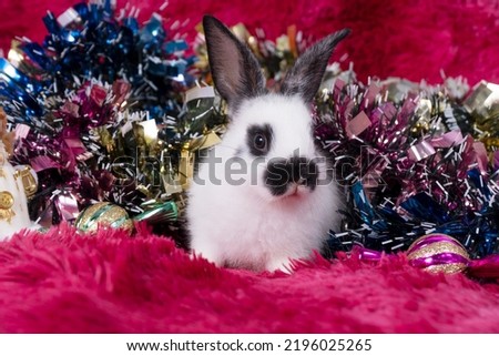 Adorable furry baby rabbit bunny playful ornament decorative glitter shiny sitting on red carpet background. Little rabbit bunny under glittter decorative Christmas. Animal and Celebration concept.