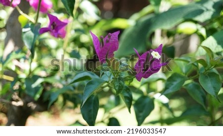 Charming and delicate: The beauty of Paperflower, (Bougainvillea glabra)  purple tiny flower, blooming. Summer season.