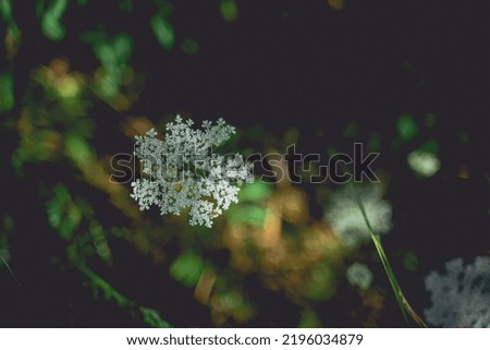 An sweet photo of a beautiful white flower with blurred background in the middle of summer in Deer Park, Maryland.