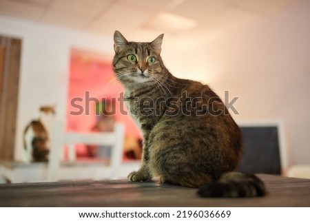 cat lying down on wooden table looking at camera.