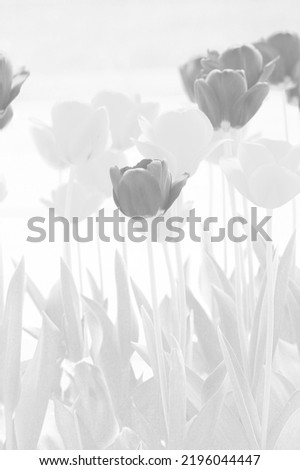 Beautiful spring tulips and flowers growing in the sunny flower meadow in a faded black and white monochrome.
