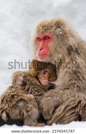 Japanese macaques called "snow monkeys"A northern limit monkey famous for bathing in hot springs.A portrait of a mother and child living in a snow country.