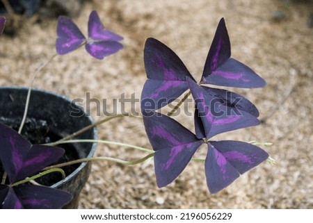 Butterfly flower (Oxalis triangularis) is one of the ornamental plants from the genus oxalis, this perennial plant can be eaten.