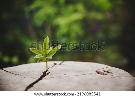 Closeup tree new life growth ring. Strong green plant leaf growing on old wood stump. Hope for a new life in future natural environment, renewal with business development and eco symbolic concept. Royalty-Free Stock Photo #2196085541