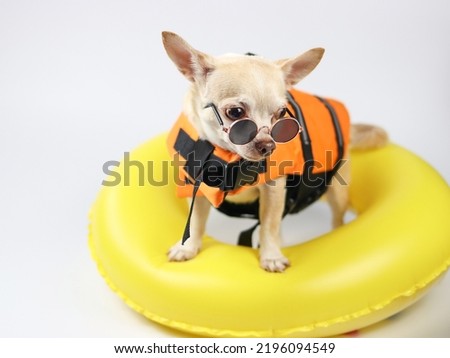Portrait  of a cute brown short hair chihuahua dog wearing sunglasses and  orange life jacket or life vest standing in yellow  swimming ring, isolated on white background.