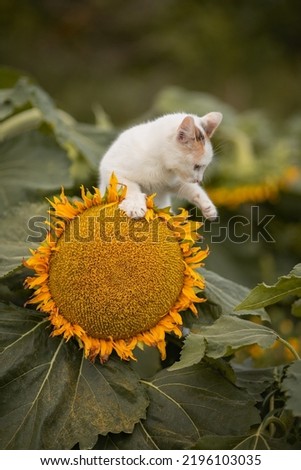 Photo of a small fluffy kitten near a sunflower.