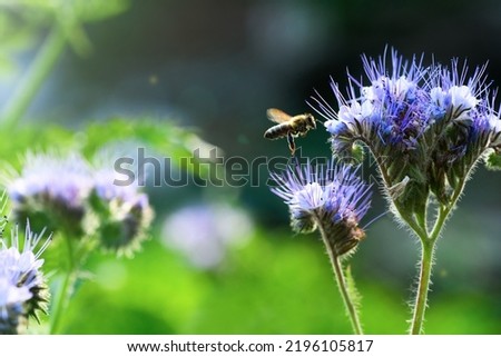 Bee and flower phacelia. Close up flying bee collecting pollen from phacelia on a green background. Phacelia tanacetifolia (lacy). Summer and spring backgrounds Royalty-Free Stock Photo #2196105817