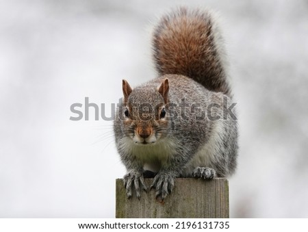 A grey squirrel perching on a wooden post and looking directly at the camera.
