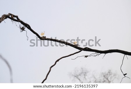 Dragonfly on branch with clear sky background