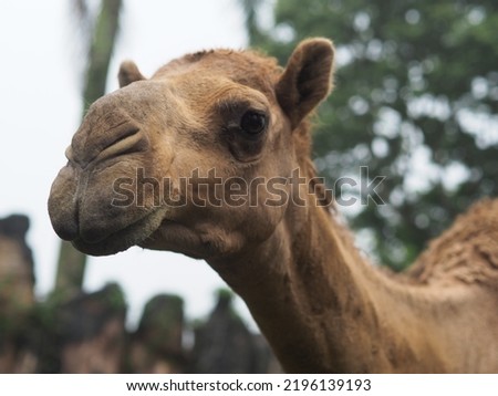 a camel in the park