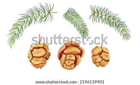 Set of watercolor realistic coniferous branches and cones. Hand drawn clip art illustration for Christmas cards and New Year's Eve invitations.