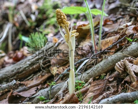 The bird's-nest orchid (latin name: Neottia nidus-avis) in Tara National park in western Serbia Royalty-Free Stock Photo #2196142169