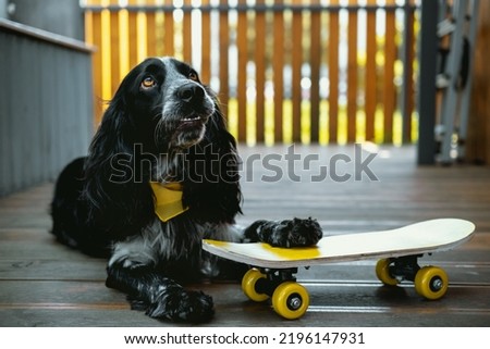 Cute spaniel dog wearing yellow bandana is standing on yellow skateboard. Humor, pet postcard concept.