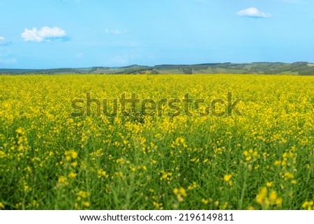 landscape with rapeseed flowers in the farm