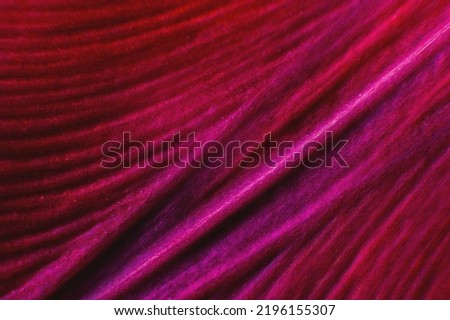 Abstract plants color are red. Beautiful plant minimal in neon light. Background pattern for design. macro photography