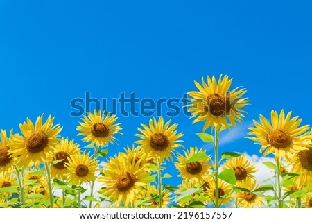 Sunflower is blooming under the clear blue sky.
Sunflower is a summer feature.