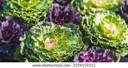 Purple and green white ornamental cabbage (Brassica oleracea) Kale flower  Royalty-Free Stock Photo #2196159215