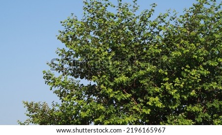 lush green tree and clear blue sky in background.