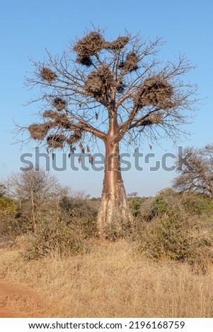 Baobab covered in bird nests