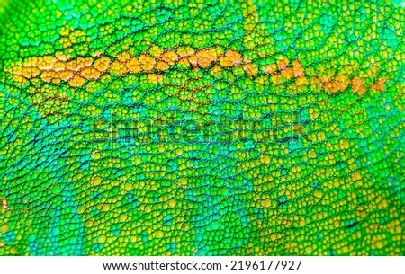 Beautiful multicolored bright chameleon skin, reptile skin pattern texture multicolored close-up as a background. Royalty-Free Stock Photo #2196177927