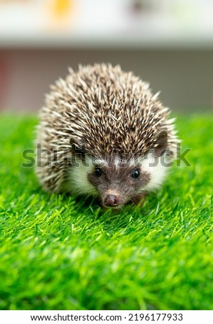 The hedgehog runs on the grass. A happy animal on a green background looks at the screen. Wild animal on the green lawn free.