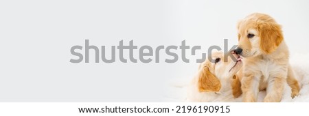 couple of cute puppies play with each other. Hovawart breed. cute and funny young puppy. hovawart or golden retriever puppy Royalty-Free Stock Photo #2196190915