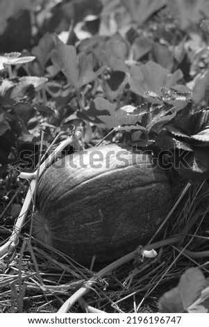 Cute pumpkin growing in the sunny pumpkin patch in black and white monochrome.
